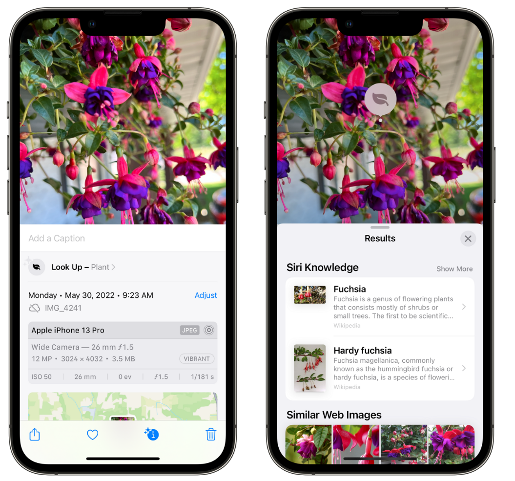 鄄城苹果手机维修分享小技巧：使用 iPhone 相机识别花卉植物 